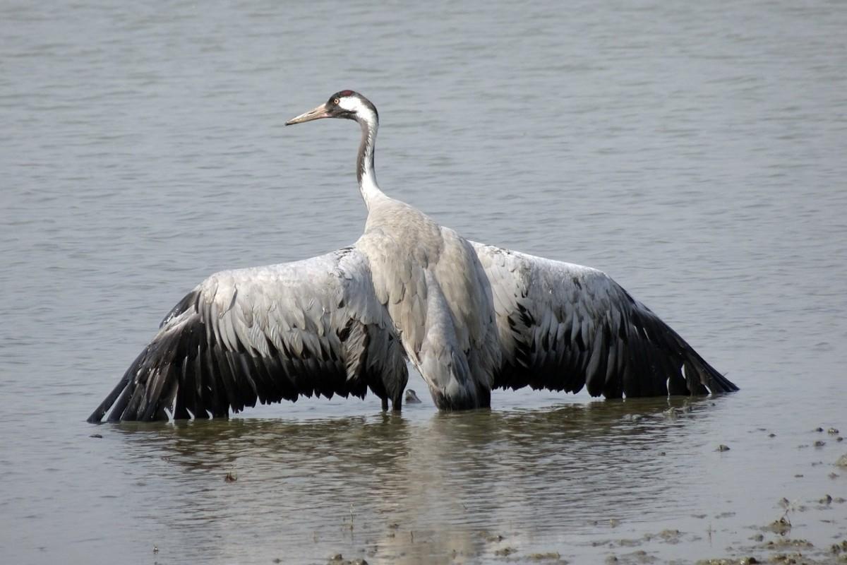 common crane