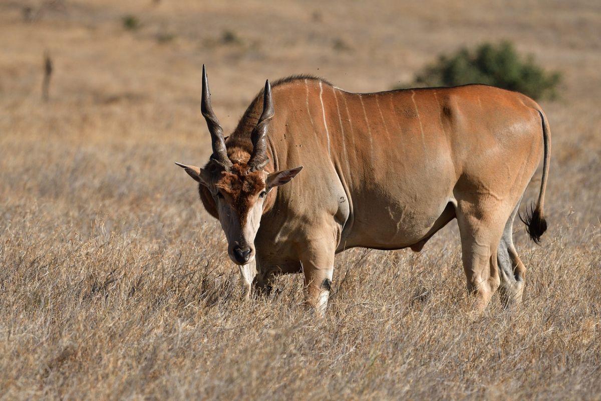 common eland is part of the wildlife in mozambique