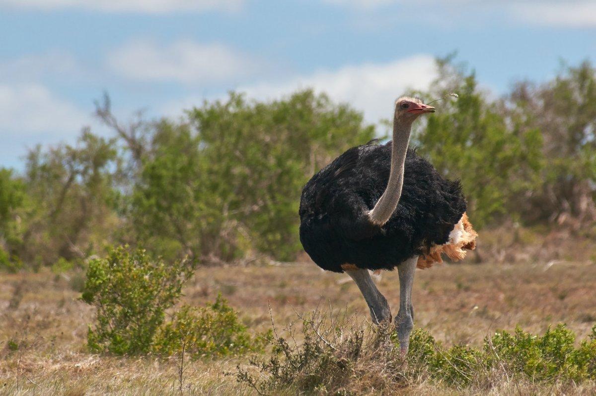common ostrich is among the native animals in zimbabwe