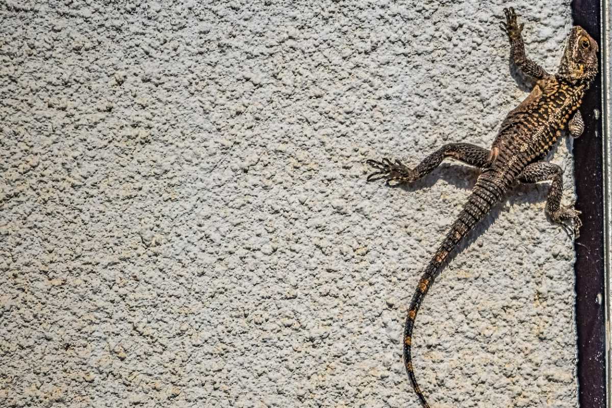 common wall gecko is part of the morocco animals