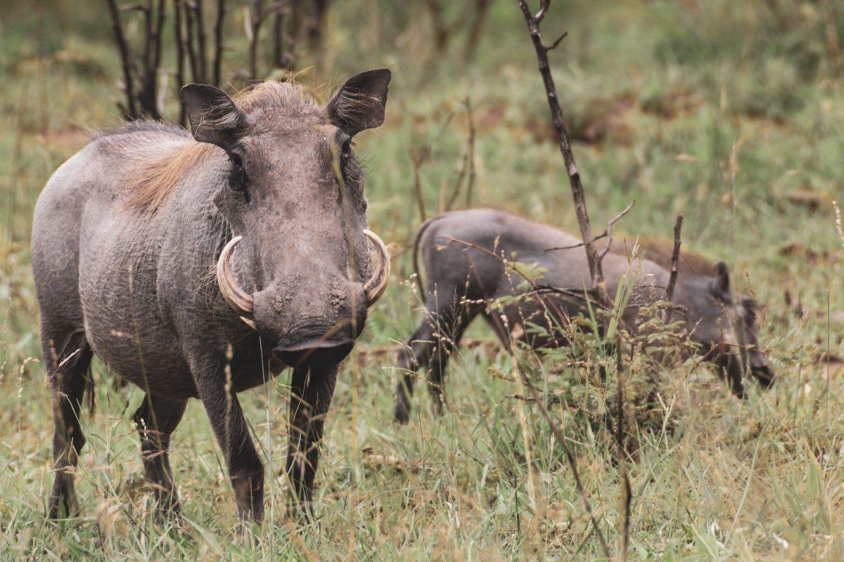 common warthog with his baby