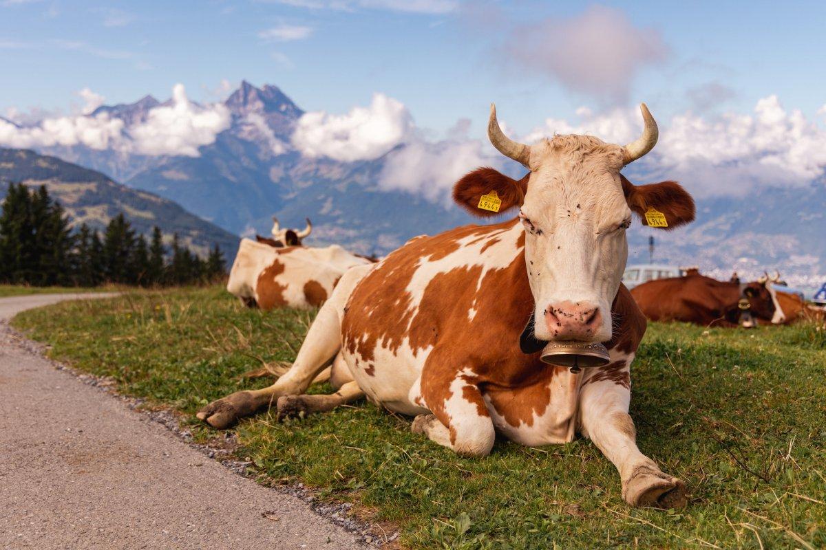 cow is switzerland national animal