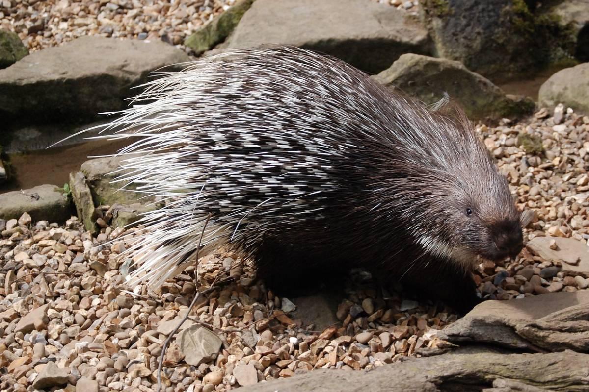 crested porcupine is among the animals found in tanzania
