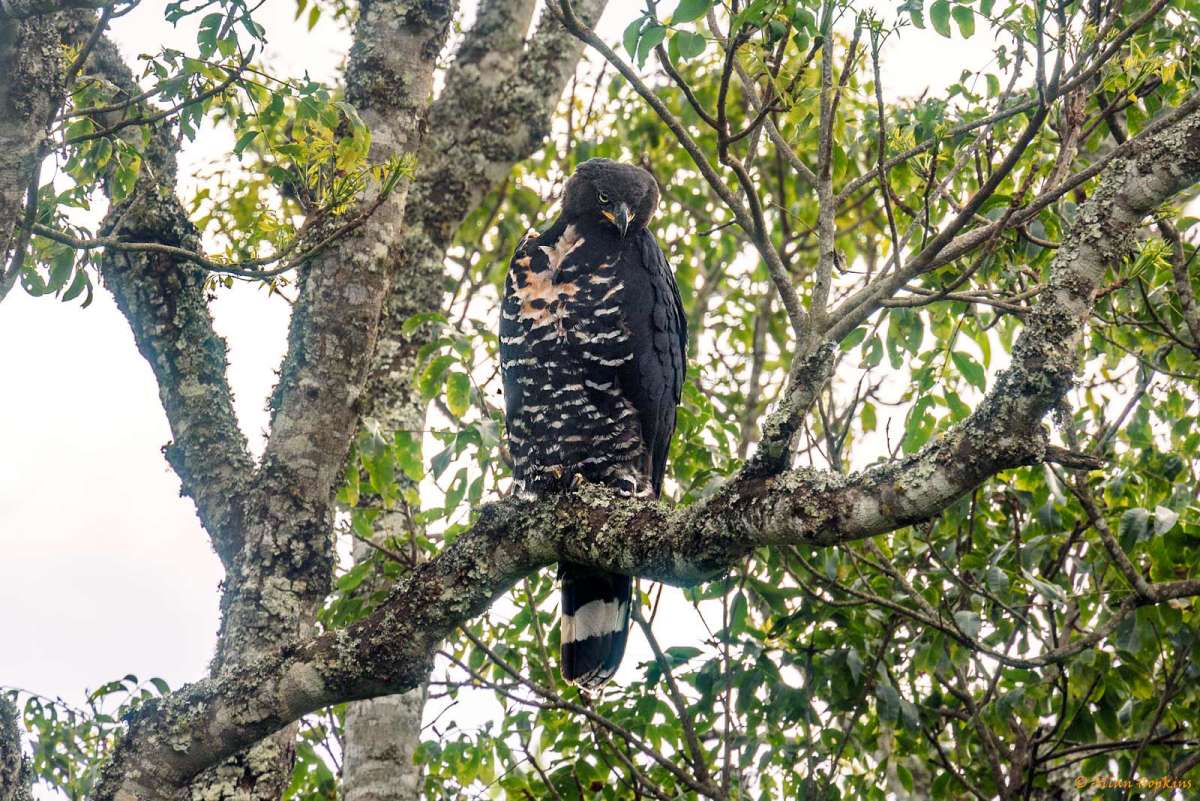 crowned eagle in a tree