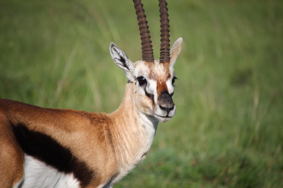 cuvier’s gazelle is in the endangered animals in morocco