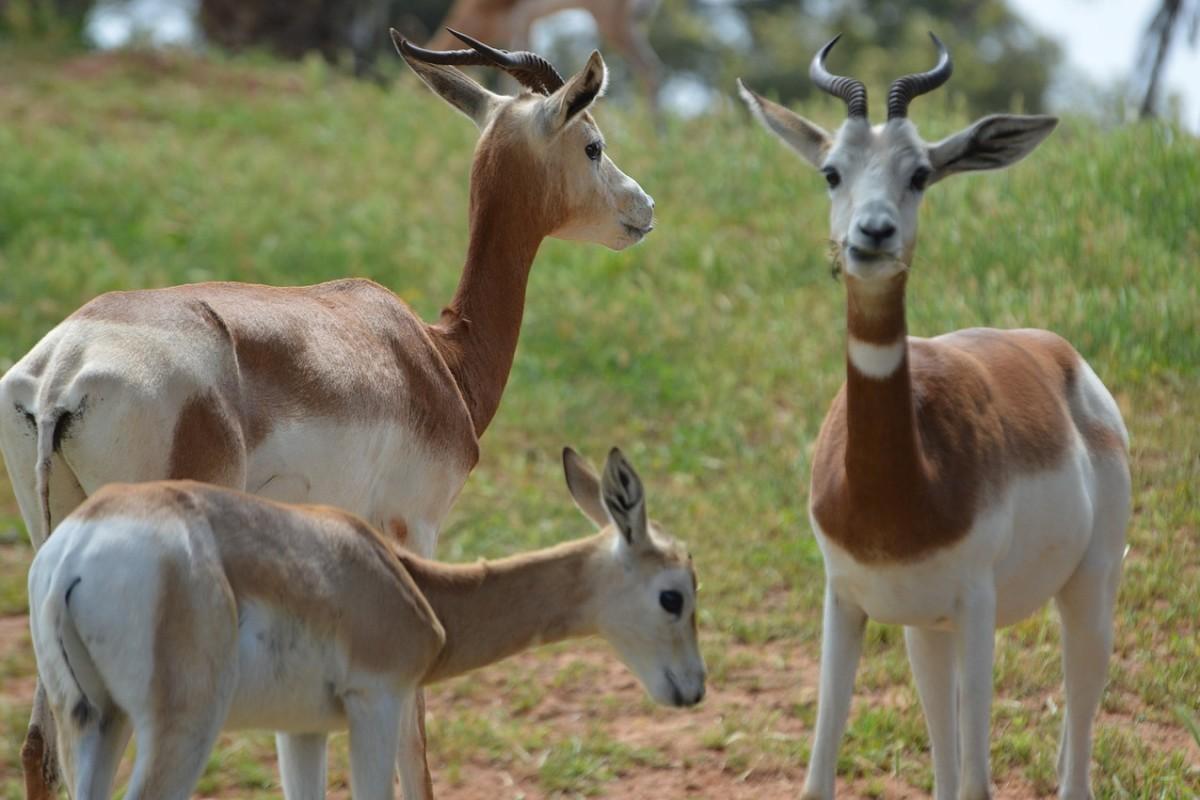 dama gazelle is one of the endangered animals in tunisia