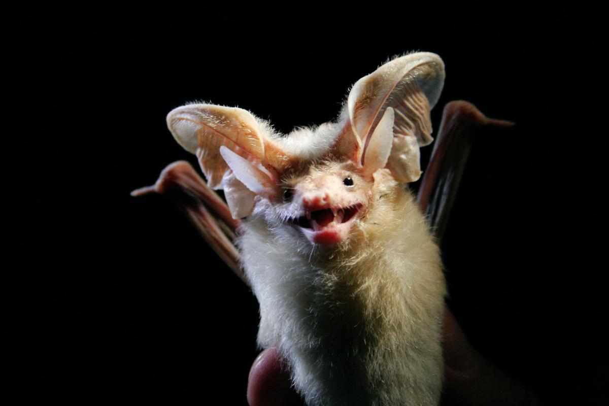 desert long eared bat