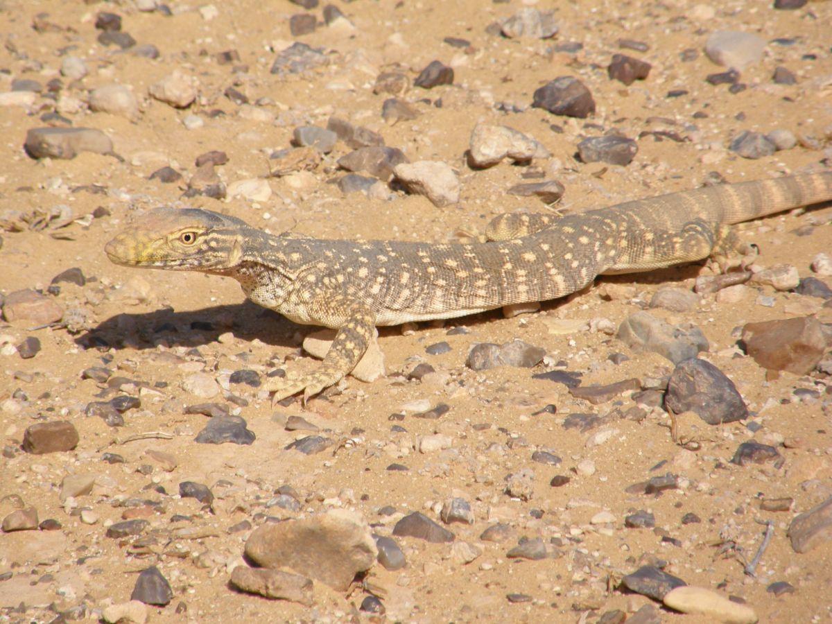 desert monitor is among the animals from morocco