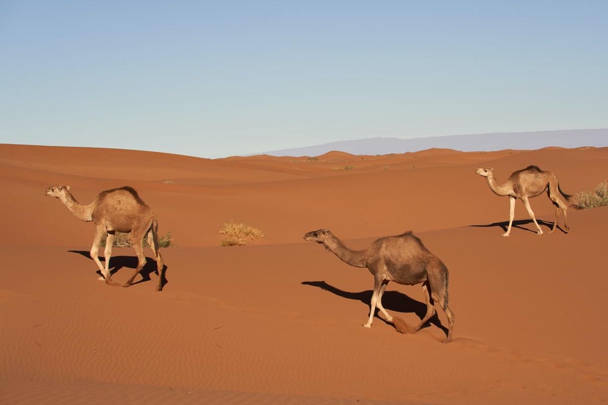 dromedary is among the libyan desert animals