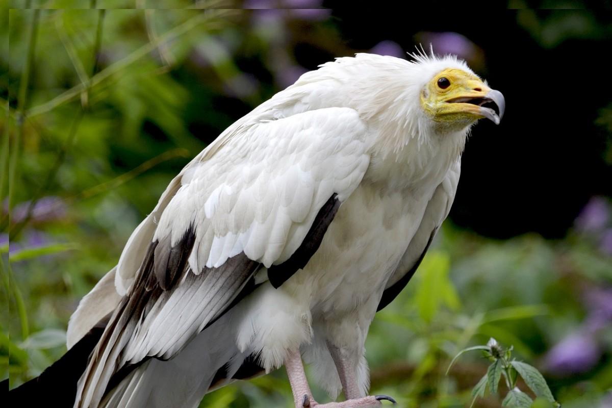 egyptian vulture is one of the endangered species in morocco