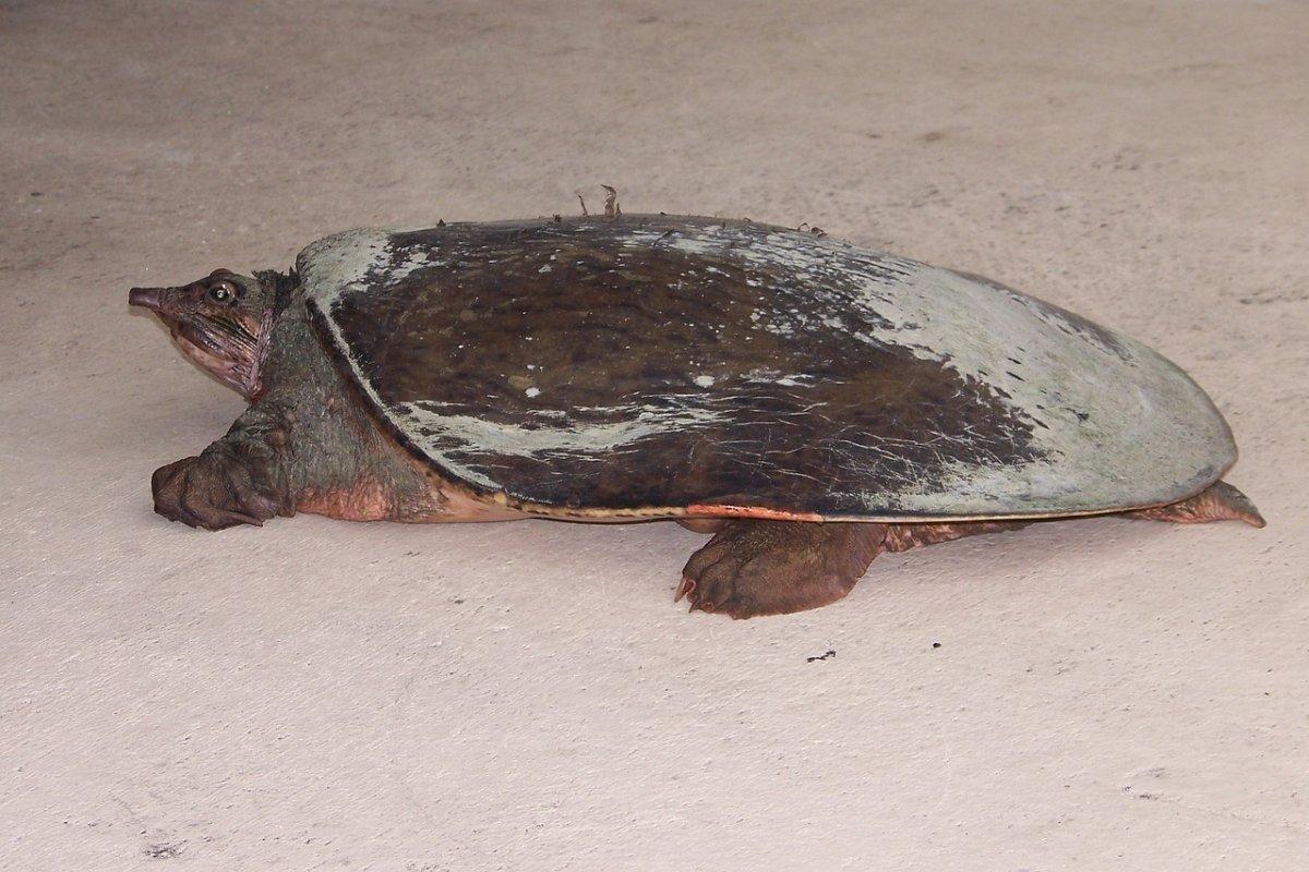 euphrates softshell turtle