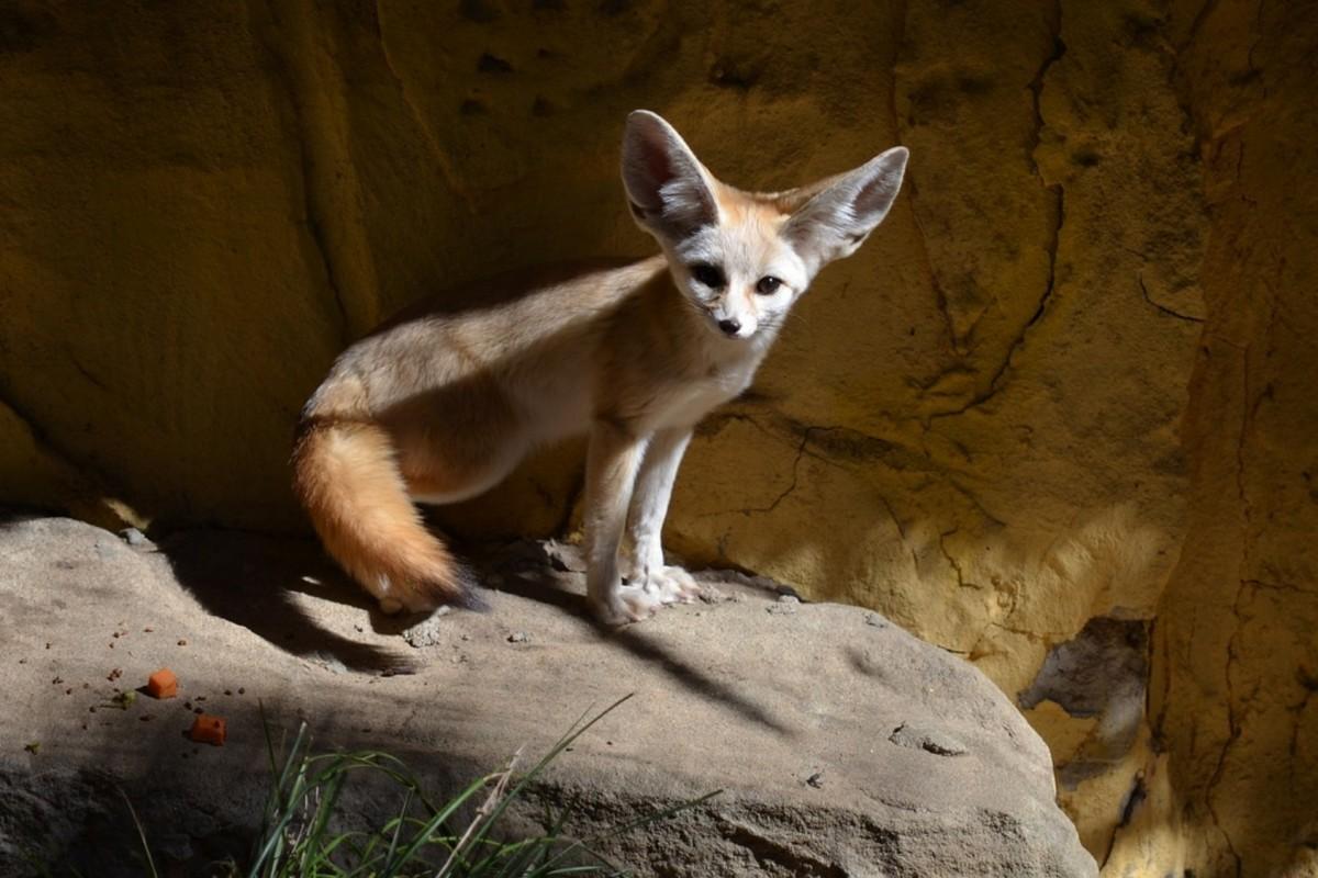 fennec fox is the national animal of algeria