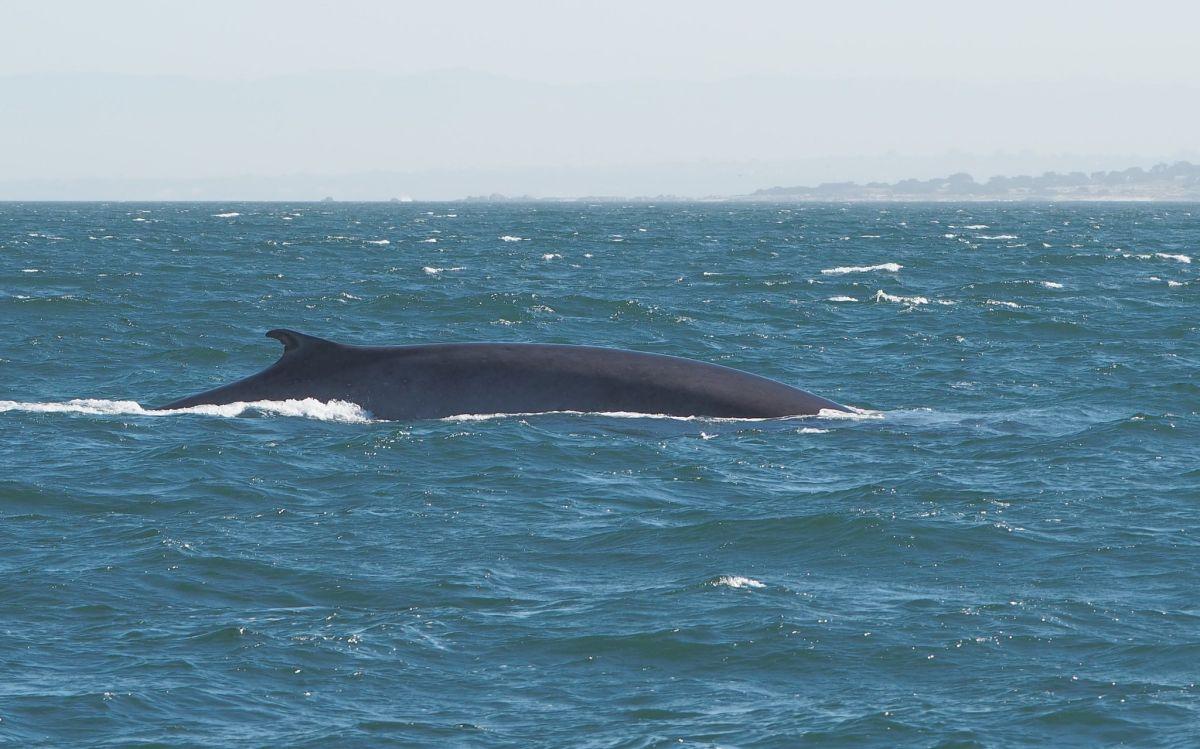 fin whale is one of the animals found in spain