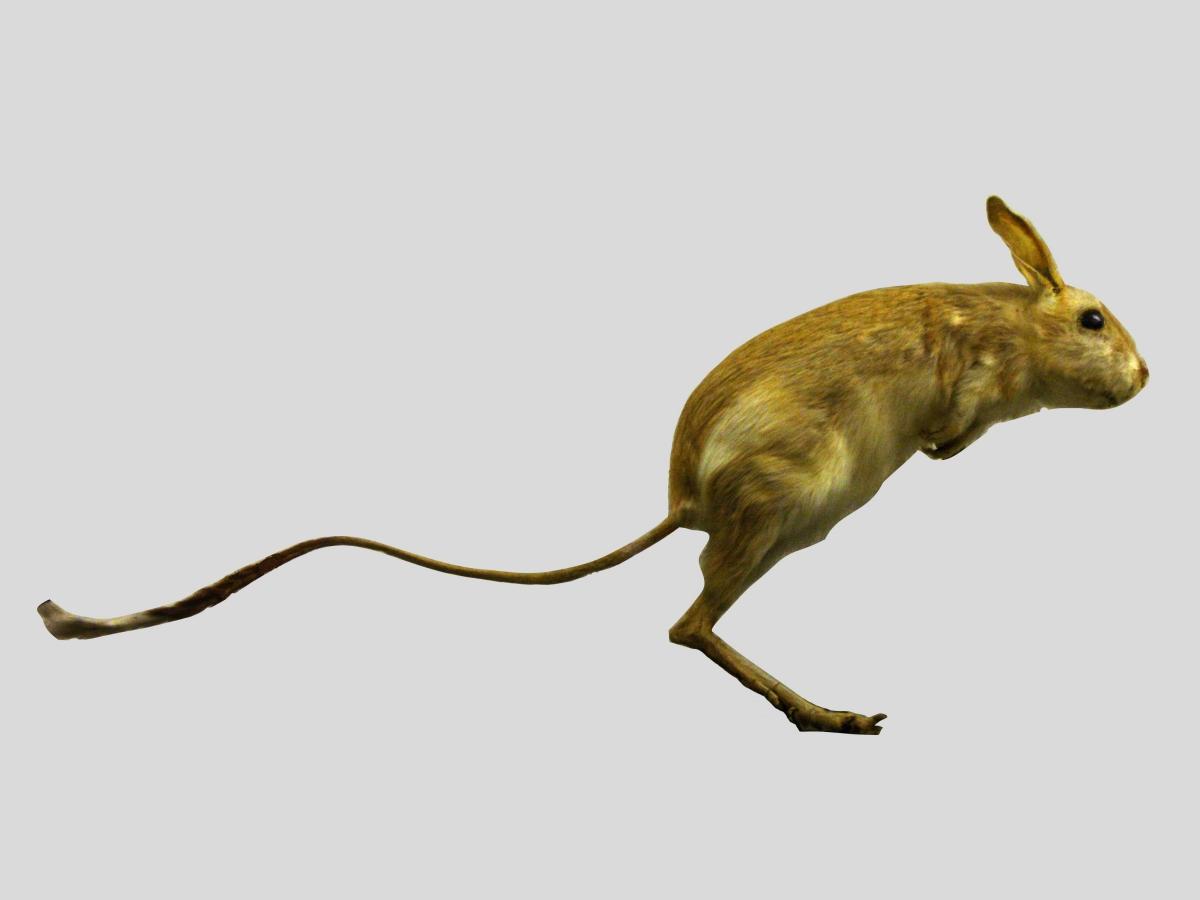 four toed jerboa is part of the libya animal life