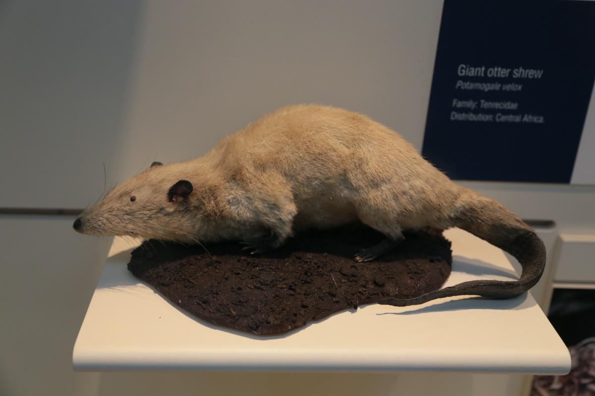 giant otter shrew