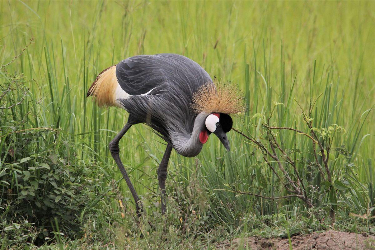 gray crowned crane