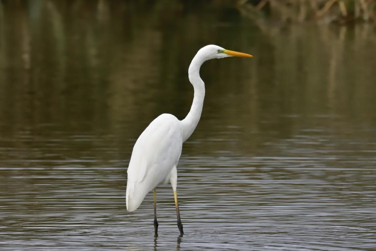 great egret is one of the animals in mali africa