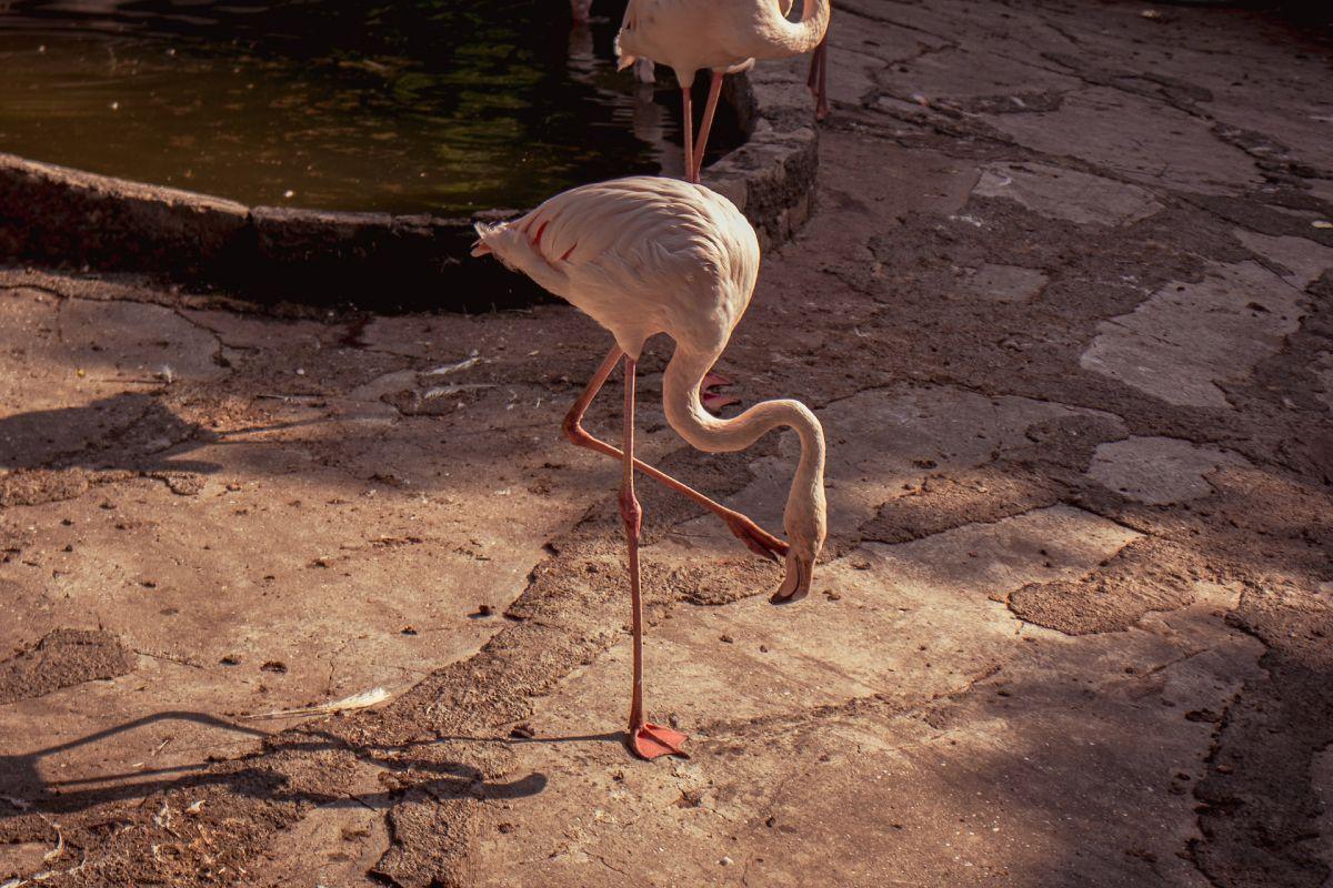 greater flamingo is part of the wildlife in syria