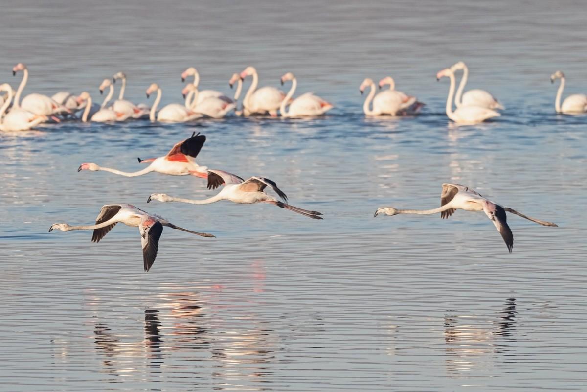 greater flamingos flying over a pound