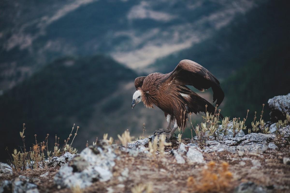 griffon vulture is part of the spain animals list