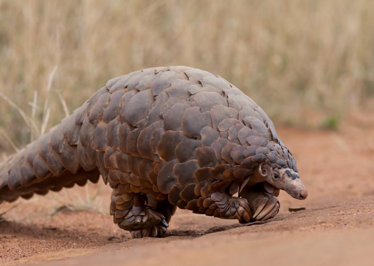 ground pangolin is in the native animals of zambia