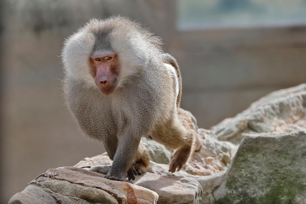 hamadryas baboon walking on a rock