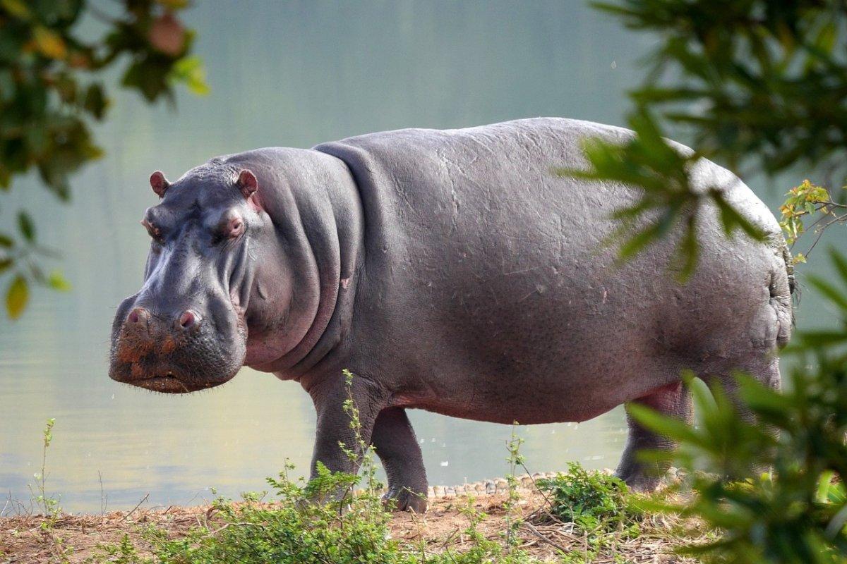 hippopotamus is one of the dangerous animals in mozambique