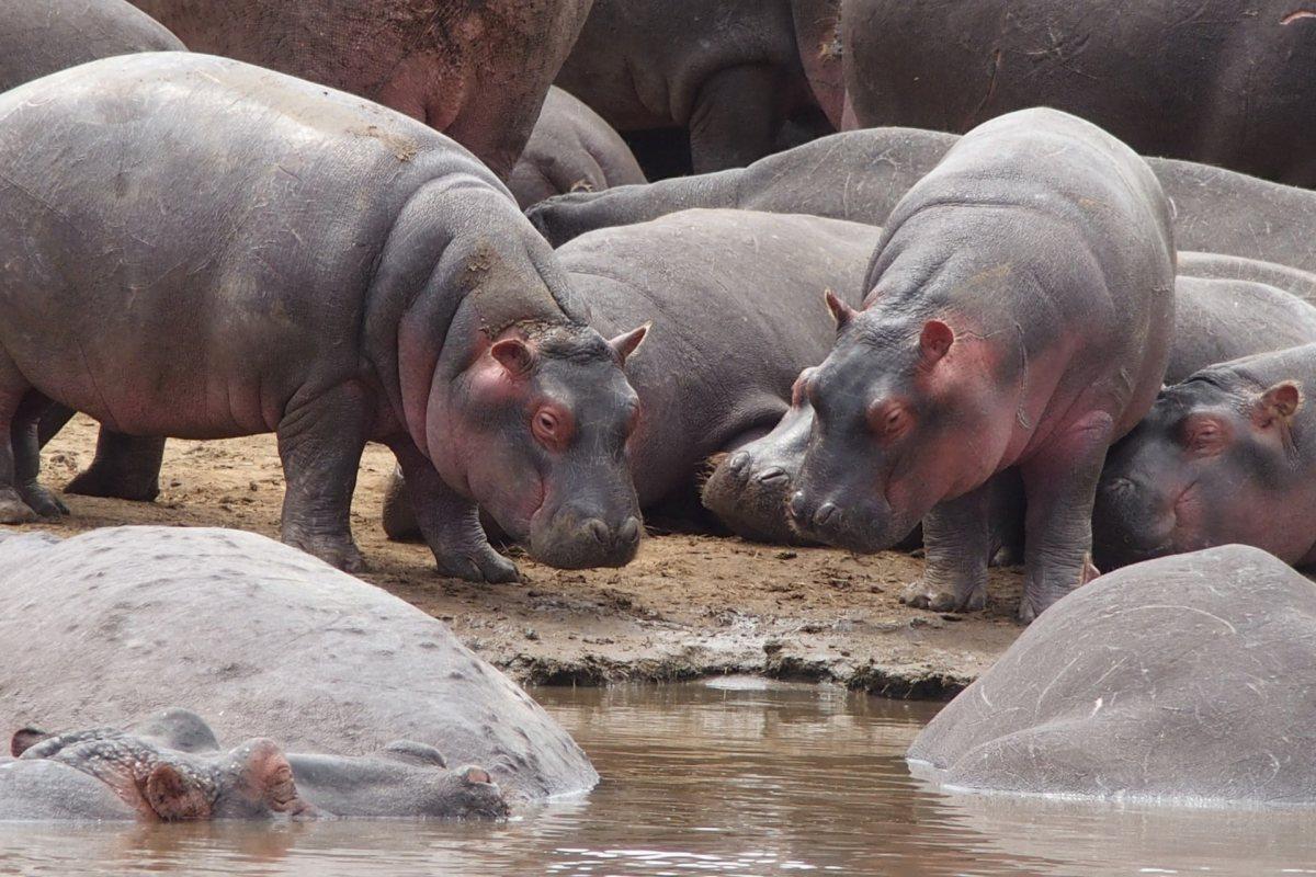 hippopotamus is among the ghana africa animals