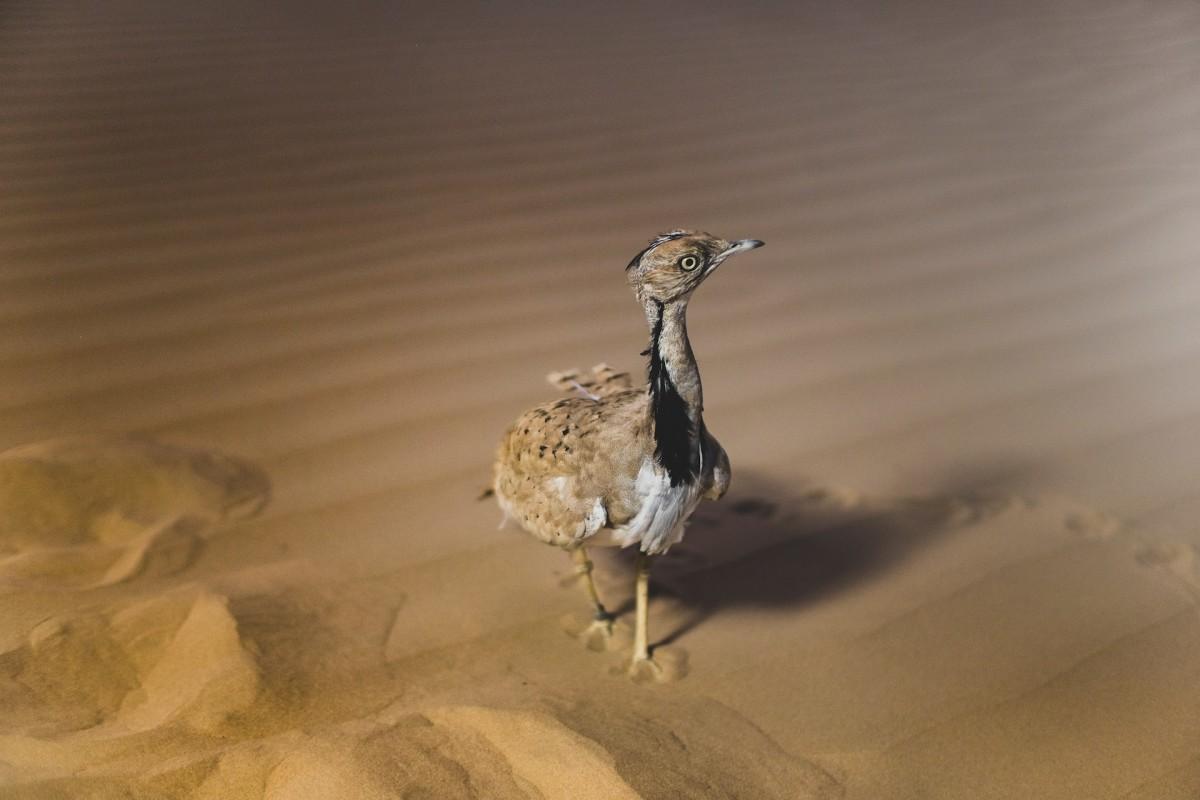 houbara bustard is among the endangered animals in libya