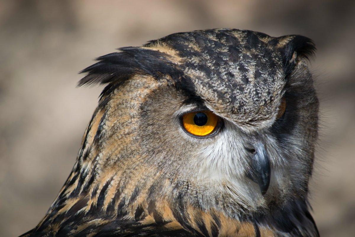 iberian eagle owl is a spain animal