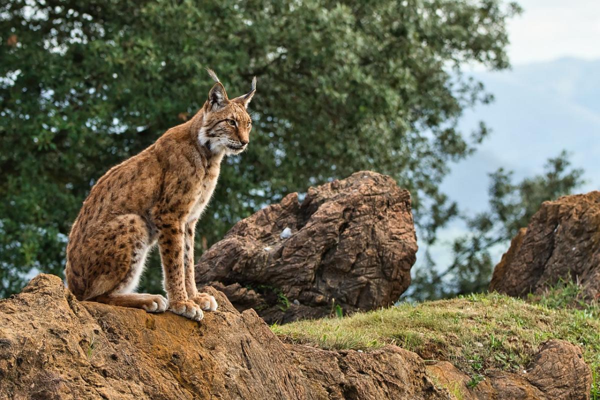 iberian lynx is one of the endangered animals in spain