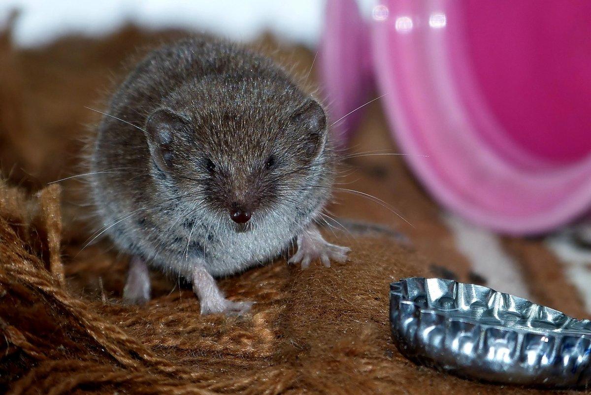 iberian shrew is among the native animals of spain