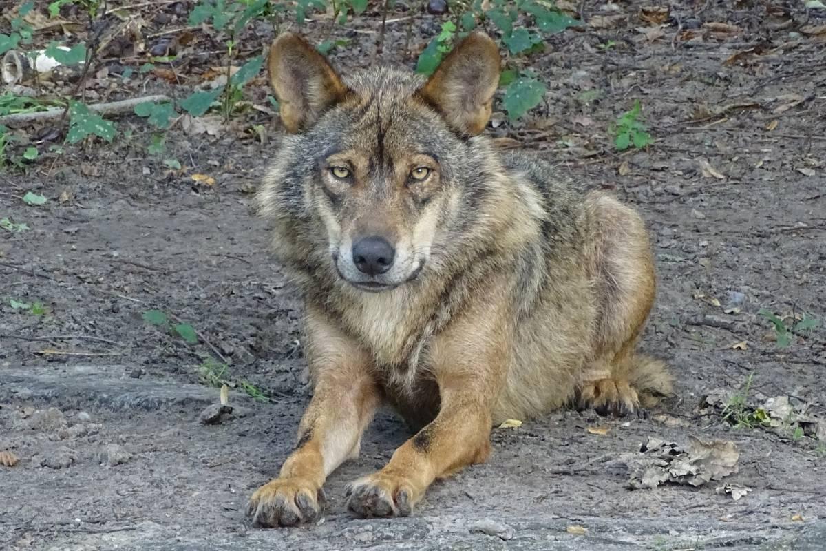 iberian wolf is one of the native animals from spain