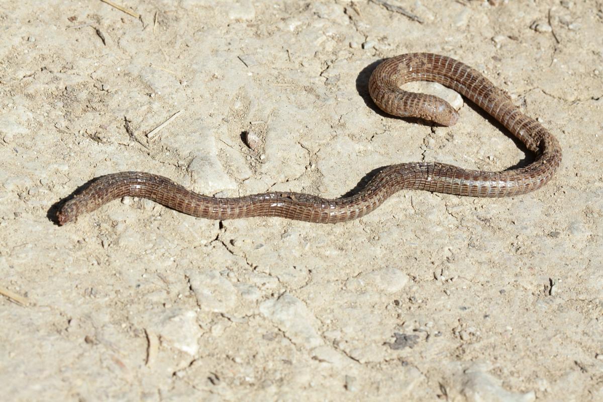 iberian worm lizard is one of the animals that live in spain