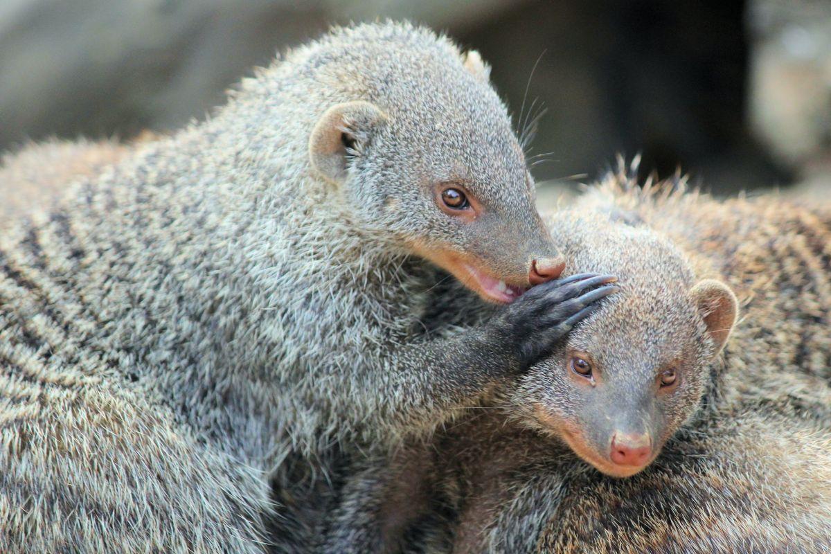 indian gray mongoose is among the animals of qatar