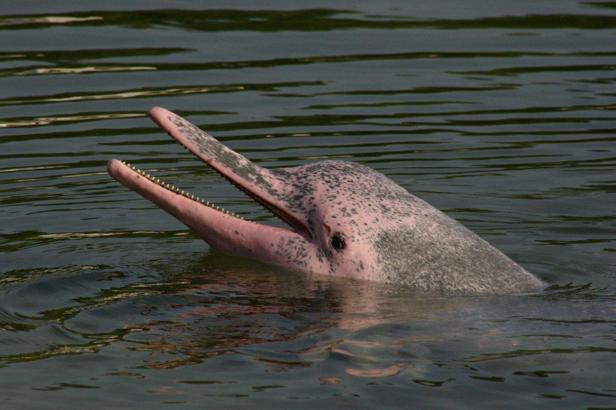 indo pacific humpback dolphin is one of the animals that live in vietnam
