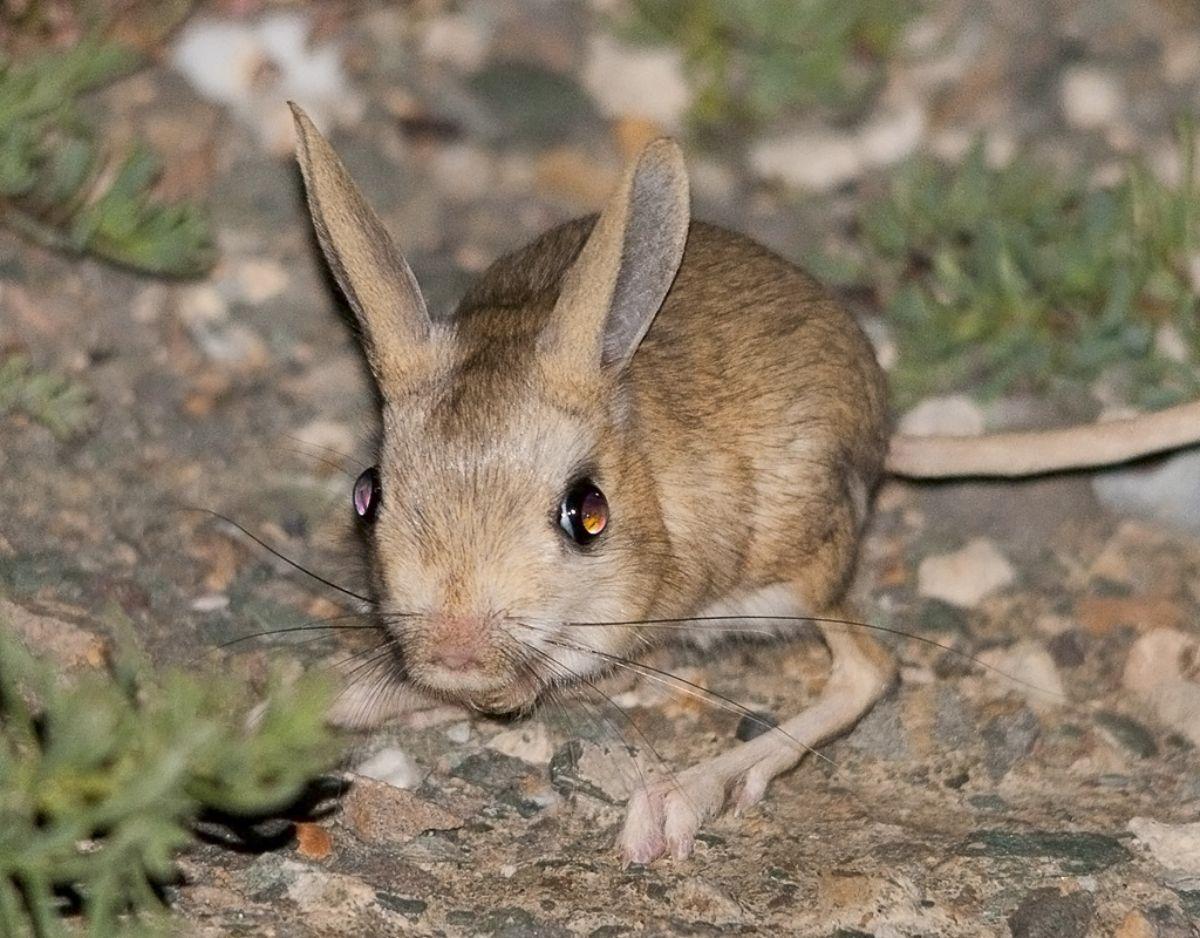 jerboa is an algeria animal