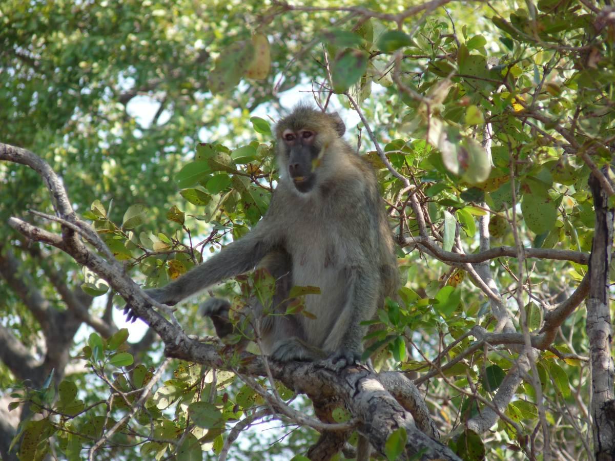 kinda baboon is part of the wildlife in zambia