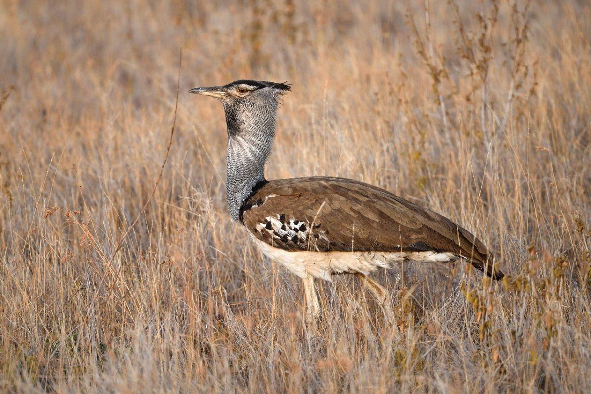 kori bustard is part of the angola wildlife