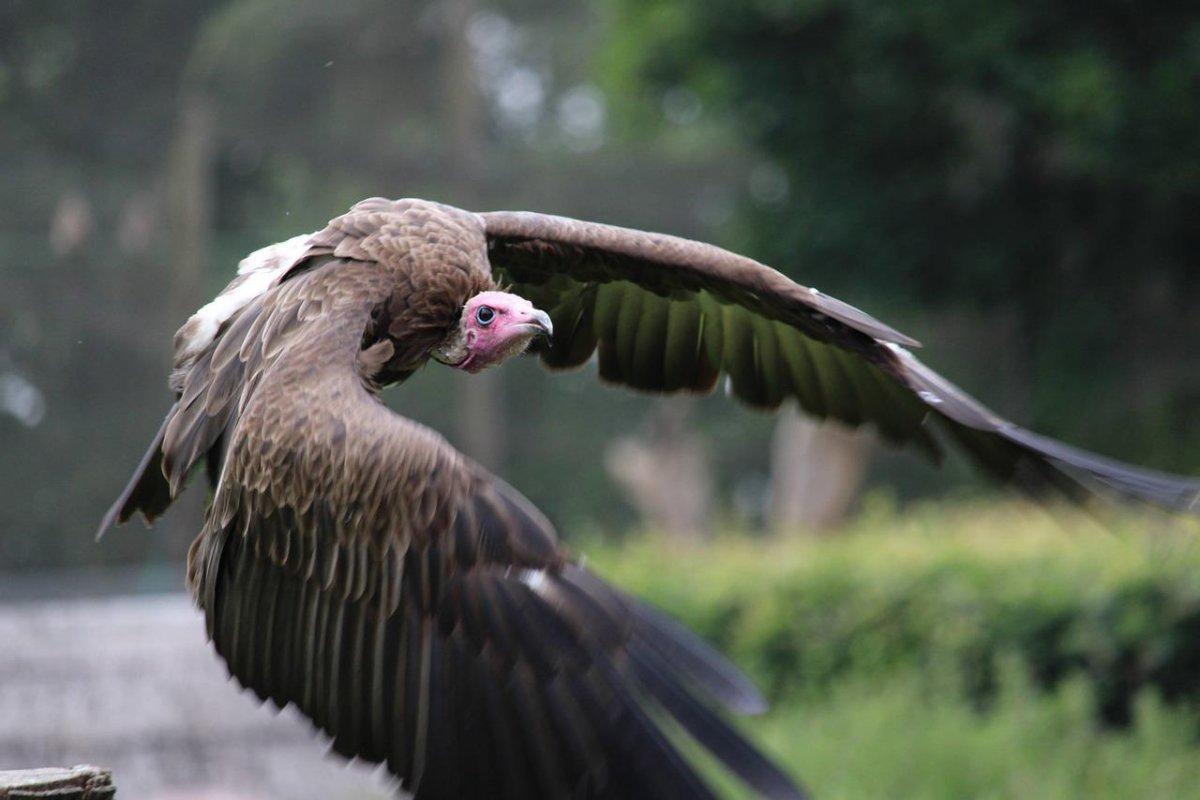 lappet faced vulture flying