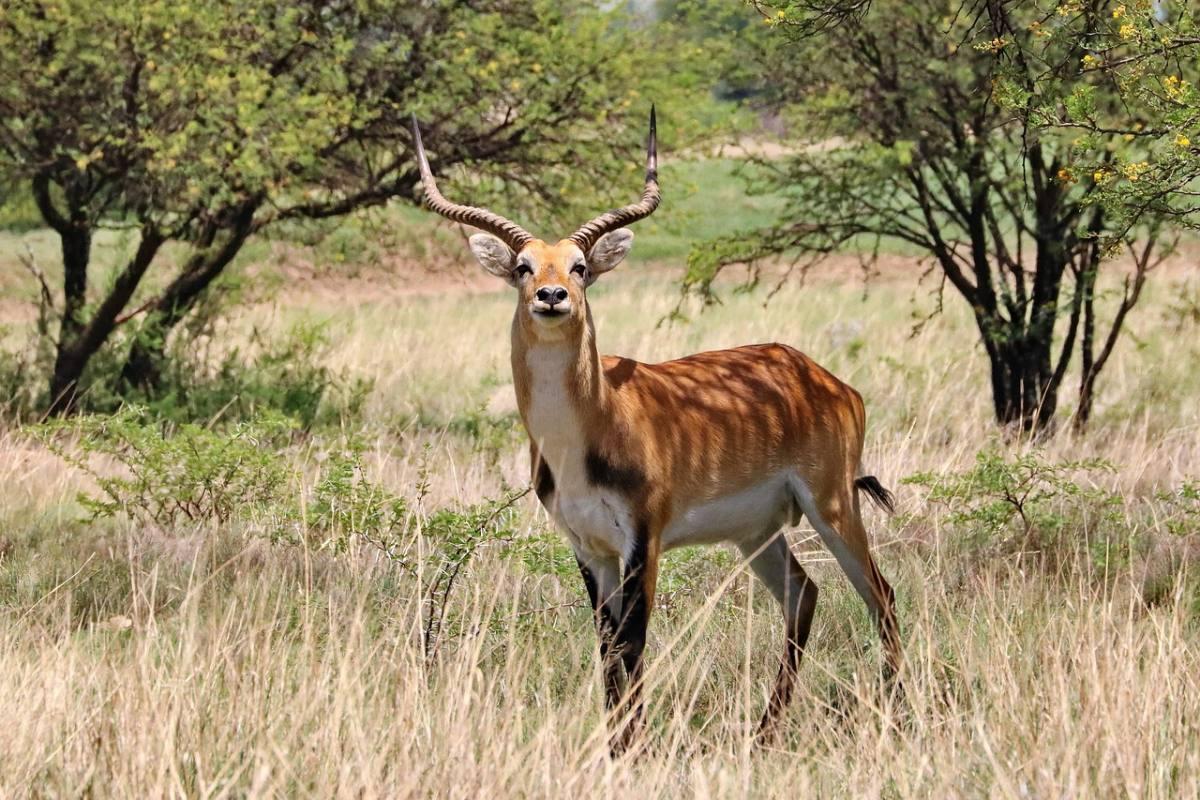 lechwe is among the zambia animals