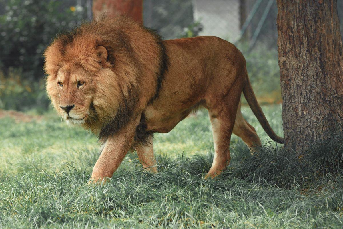 lion walking in the wild nature