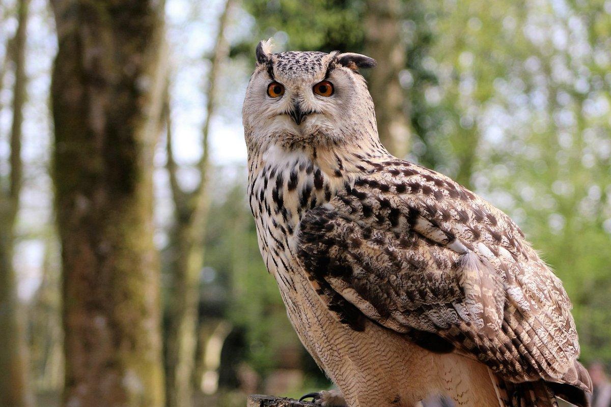 long eared owl is among the animals found in switzerland