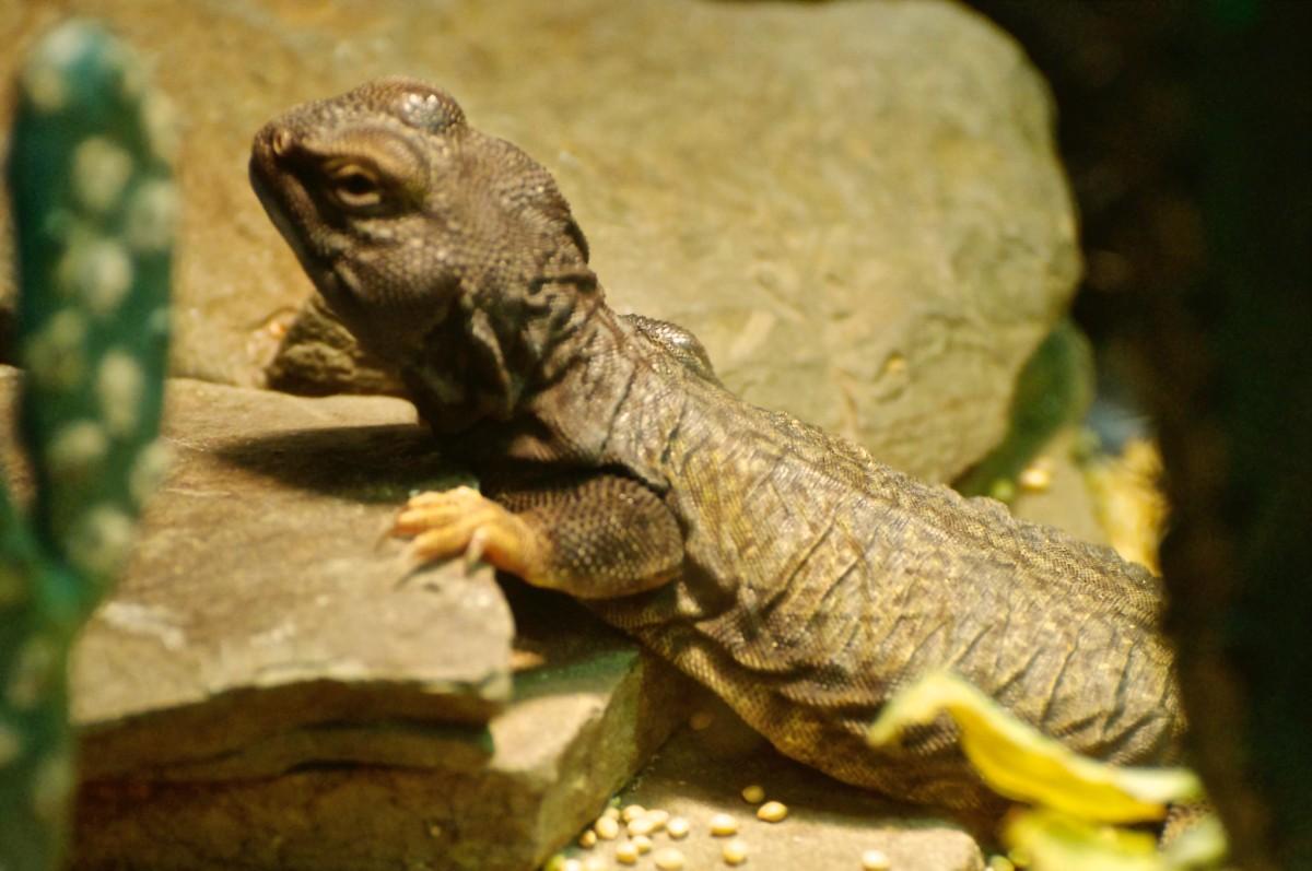 mali uromastyx is one of the animals of mali