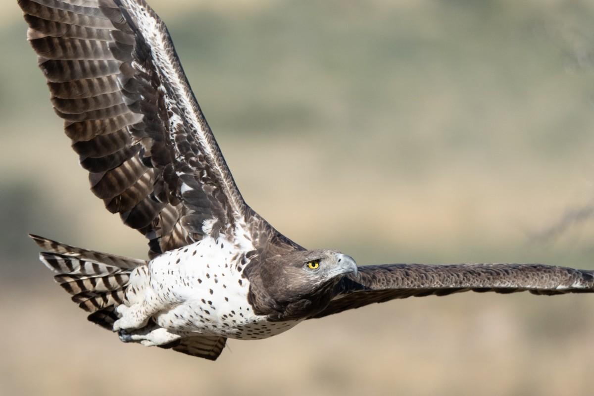 martial eagle