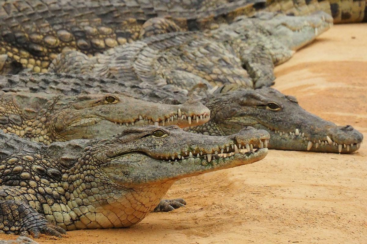 nile crocodile is part of the wildlife in ivory coast