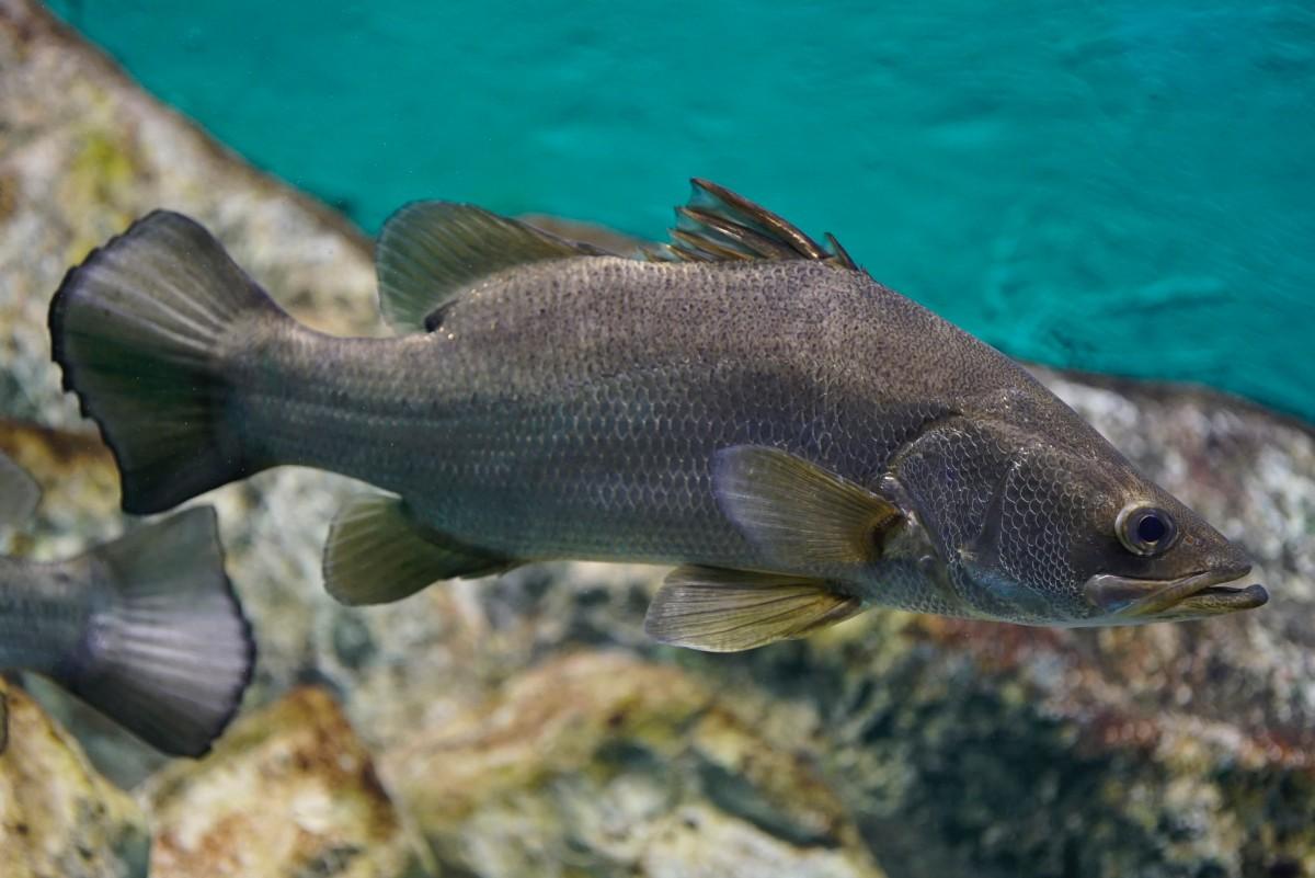 nile perch is part of the mali wildlife