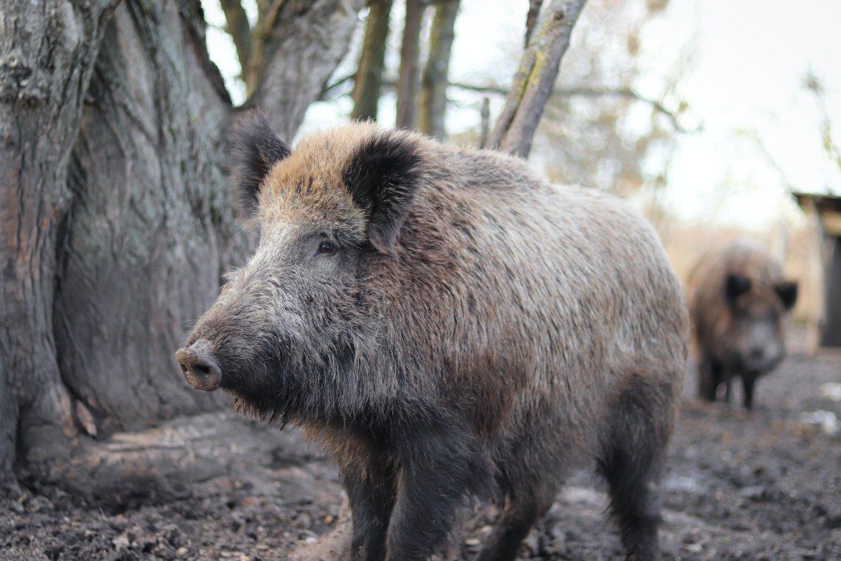 north african boar is one of the native animals of algeria