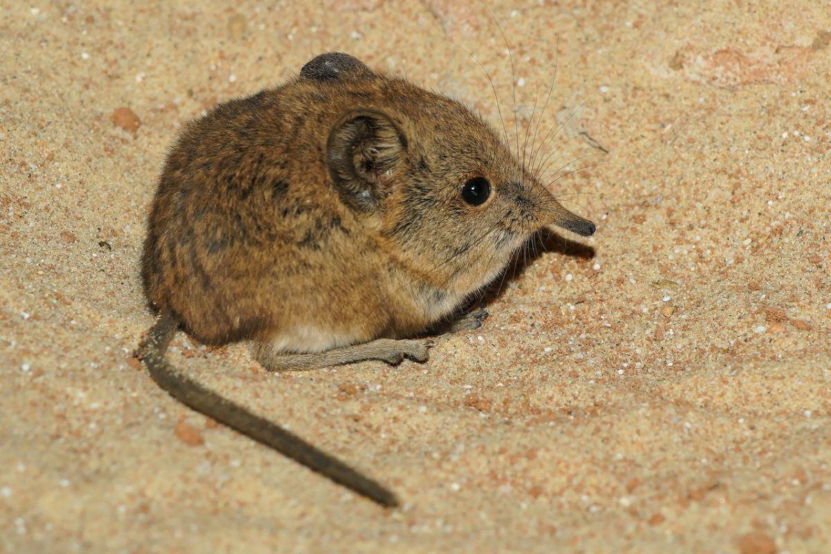 north african elephant shrew