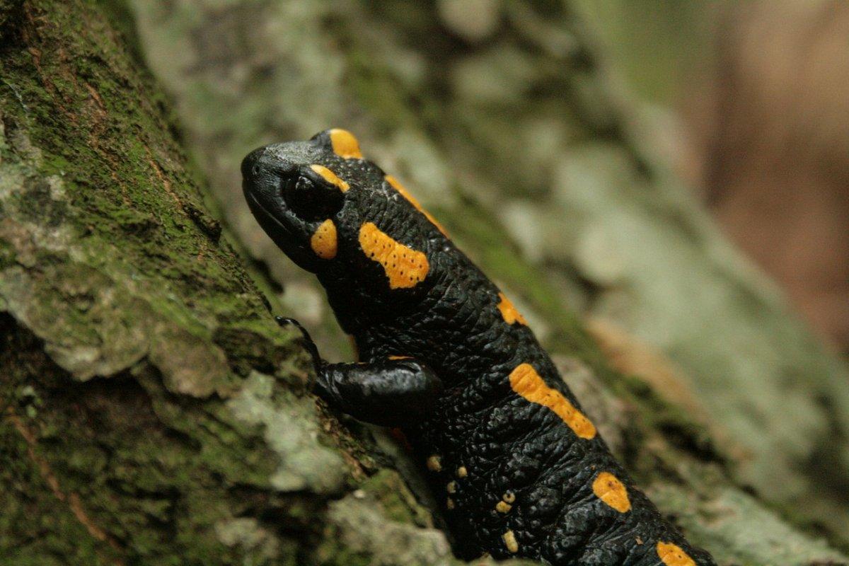 north african fire salamander